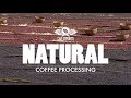 Natural Coffee Processing