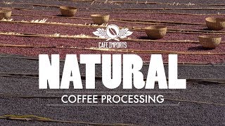 Natural Coffee Processing