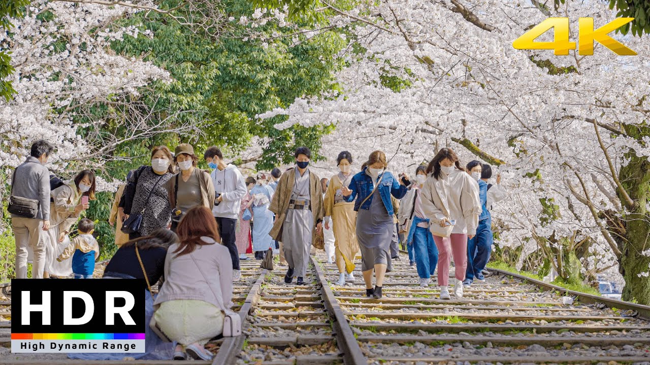 【4K HDR】Kyoto Cherry Blossoms - Keage Incline Railway - Japan Sakura