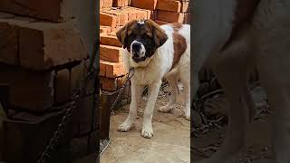 Saint Bernard| Dangerous Dog Breed || Lazy Dog Breed || Dog || #cocothesaint #dogs #shorts #viral