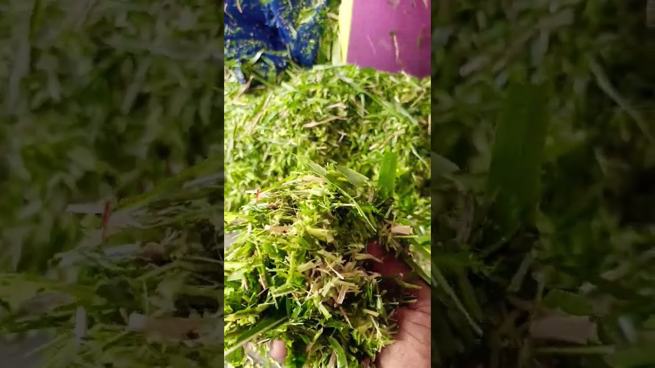 JF2D Chaff Cutter cum Pulverizer Kovai Classic Cutting quality