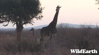 WildEarth - Sunset Safari - 12 August 2023