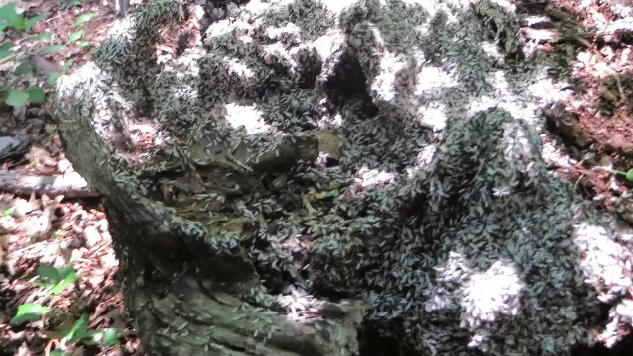 Hillandale Park, MD termite swarm YouTube