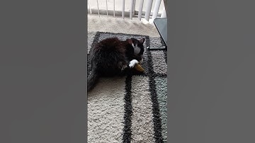 Adirah LOVES her catnip banana! Part 1 #shorts #funnycats #cat #catnip #catlover