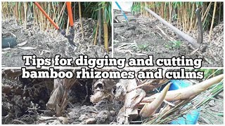 Best Way to Remove Bamboo: How to get rid of bamboo permanently