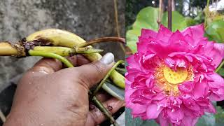 Lotus sale video ഇന്നത്തെ cc verum 40/- #trendingvideo 