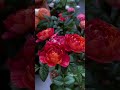 Fall in Love with These Beautiful Roses 🌹🥰  #nature #rose #flowers