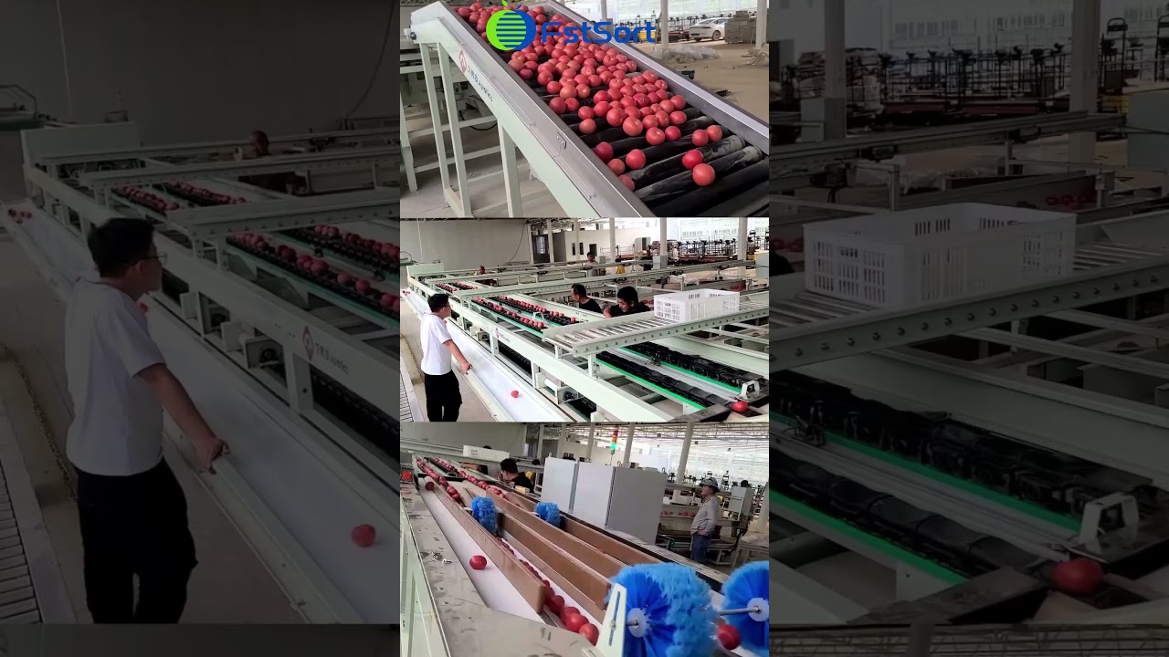 Fstsort tomato weight sorting packing machine vegetable grading line citrus processing line sorter