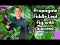 FIDDLE LEAF FIG Propagation - 2 Methods - Complete How to Tutorial - Ficus lyrata