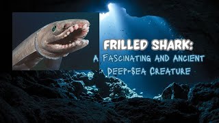 Frilled Shark A Fascinating And Ancient Deep-Sea Creature