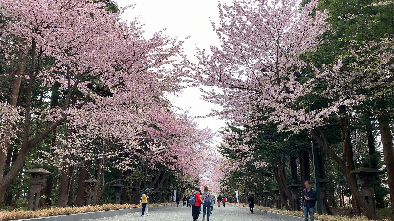 令和の幕開け 北海道神宮 円山公園で満開の桜を見る 19年5月2日 4k Ultra Hd Youtube