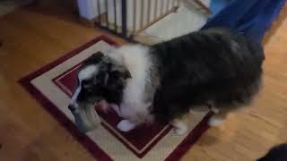 Dogs greet owner by holding shoes! by Keechak 51 views 2 years ago 33 seconds