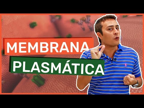 Vídeo: Qual órgão é semelhante à membrana celular?