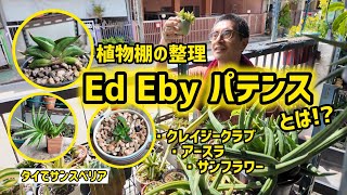 [Growing Sansevieria in Thailand] What is "Ed Eby Patens"!? Introducing 4 types of Sansevieria!!