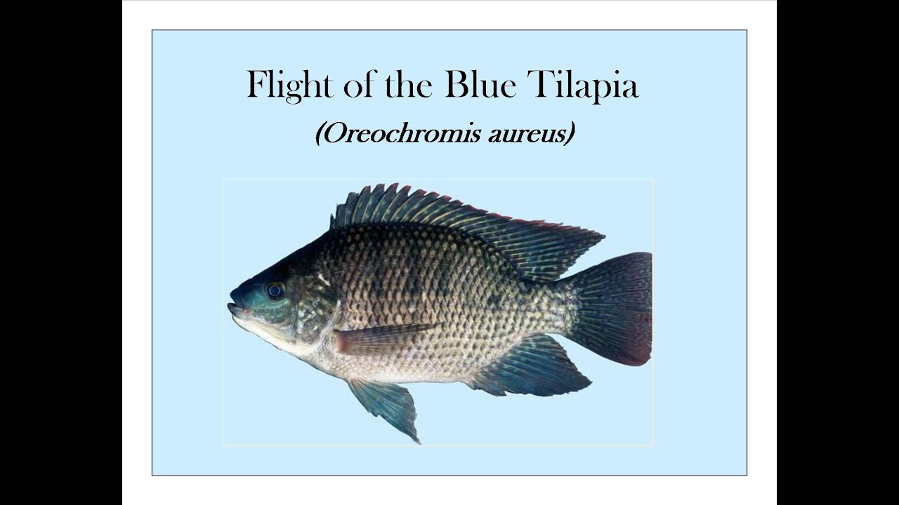 Flight Of The Blue Tilapia Oreochromis Aureus Flight Of The Blue Tilapia Oreochromis Aureus