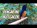 Pancingan Murai Batu Agar Bunyi Ngeplong Dan Emosi, || white rumped shama