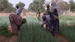 L'irrigation goutte à goutte au Burkina Faso