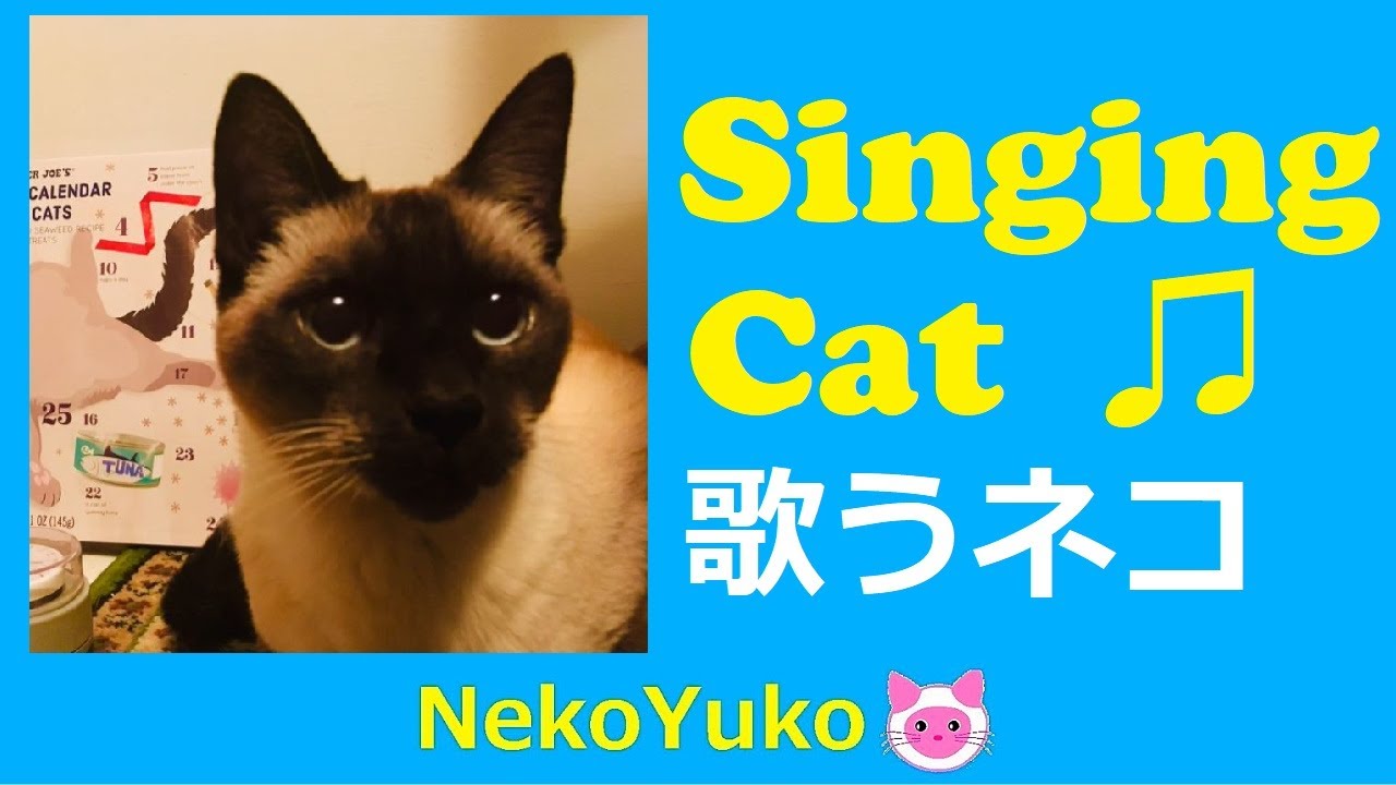 歌うシャム猫 ココちゃん Nekoyuko Note