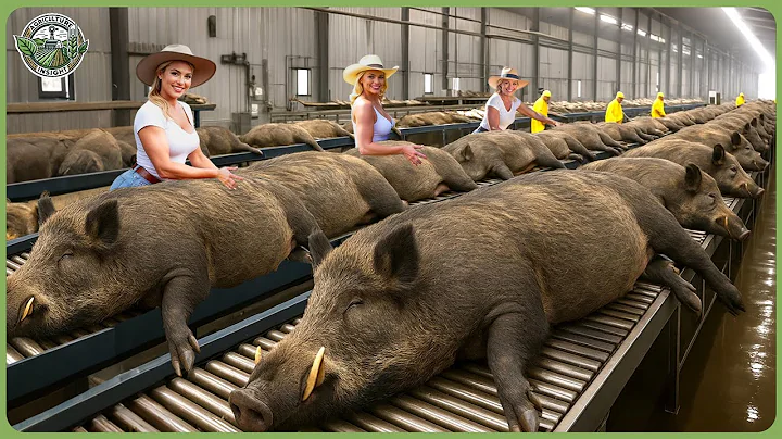 How Millions of Wild Boars Are Trapped & Processed – Massive Wild Boar Farming For Meat