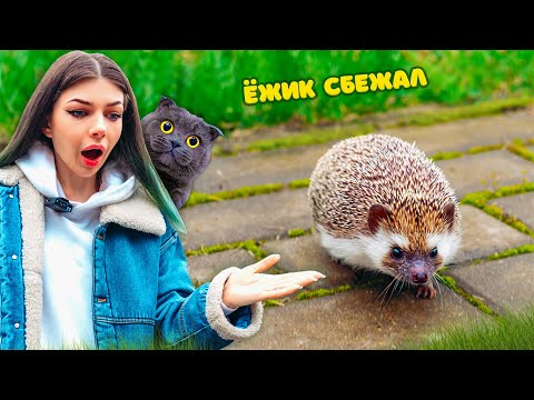 Видео: ДОМАШНИЙ ЕЖИК СБЕЖАЛ | ЕЖИК ВПЕРВЫЕ ГУЛЯЕТ на УЛИЦЕ