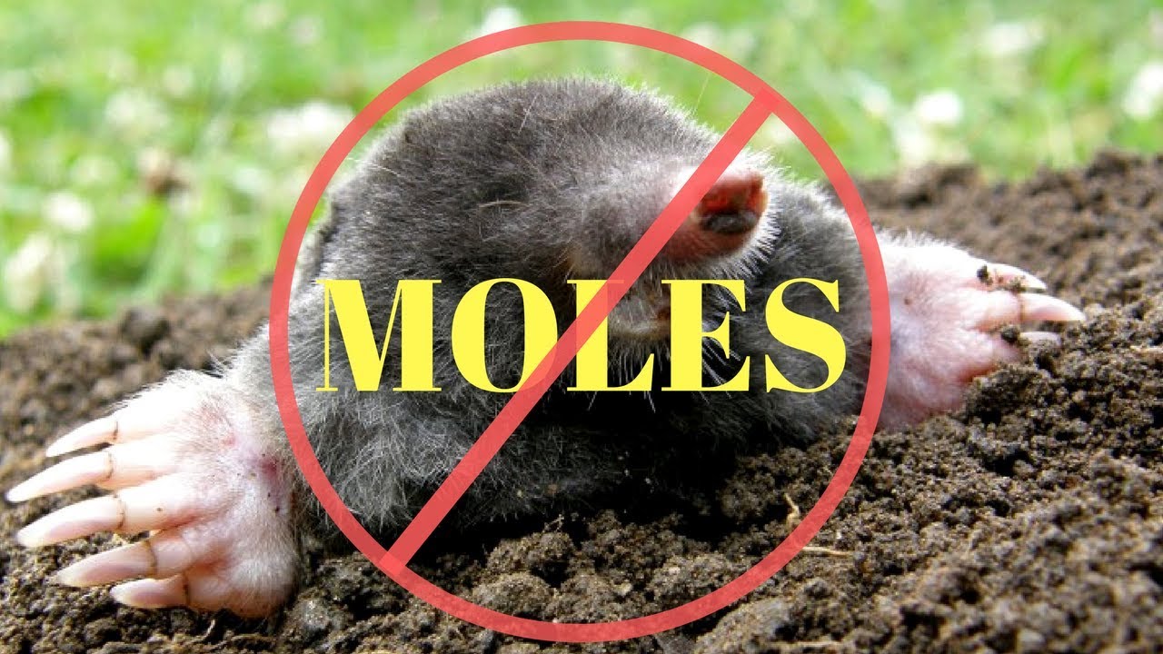 How To Kill Moles In The Garden Or Yard Youtube