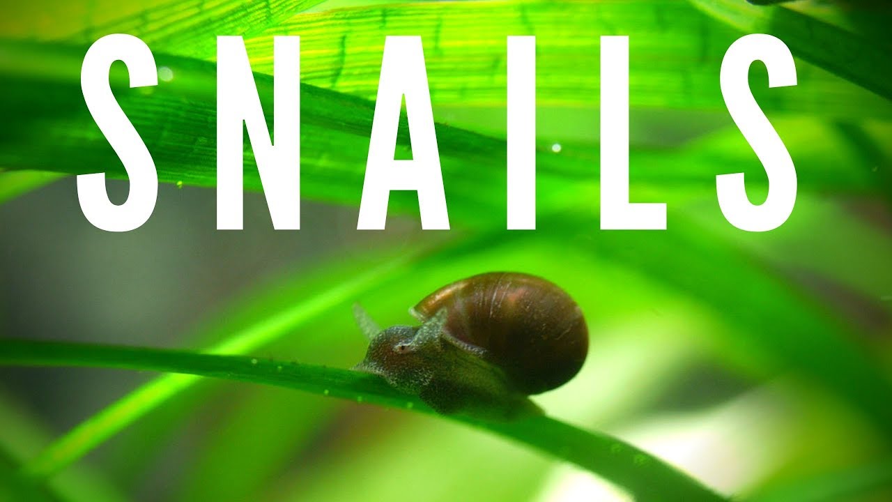 Are Snails Good Or Bad?