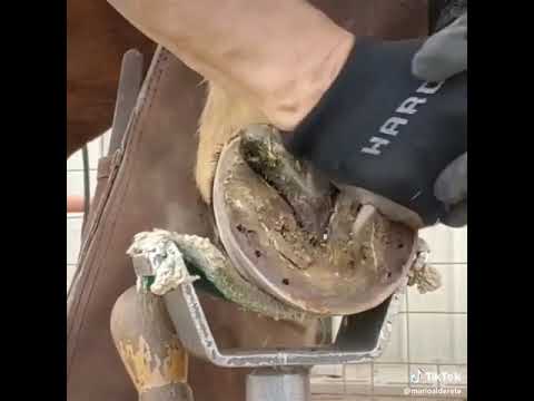 Video: At Nalını Necə Mıxlamaq Olar