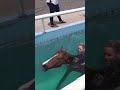 Swimming my horse bareback and without bridle