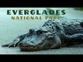 Everglades National Park Nature & Rain Photography Adventure!
