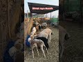 तुलना फक्त स्वतःशीच करा! #sheepfarming #farmer #goatfarming #motivational #bangude #farm #shivamagro