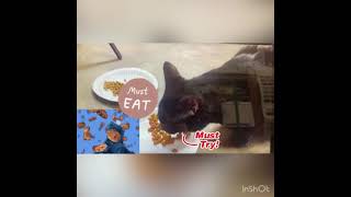 Taste Test Dry Cat Food Nine Lives vs. Walmart Bargain Brand Which Dry Cat Food Do Cats Like Better