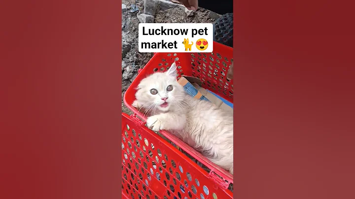 Watch the video about Female Persian cat 🐈😍 | for sale | lucknow pet market #shorts #cat #shortvideo #pets #cats #viral