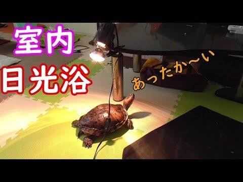 ミドリガメ バスキングライトで日光浴する Youtube