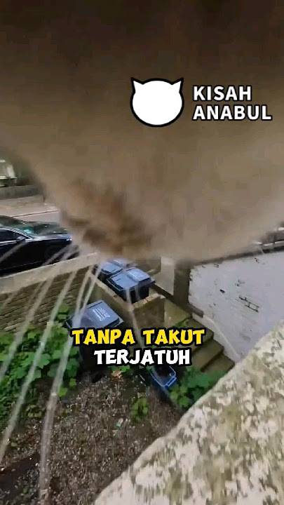 Rekaman Kegiatan Harian Kucing #kucing #cat