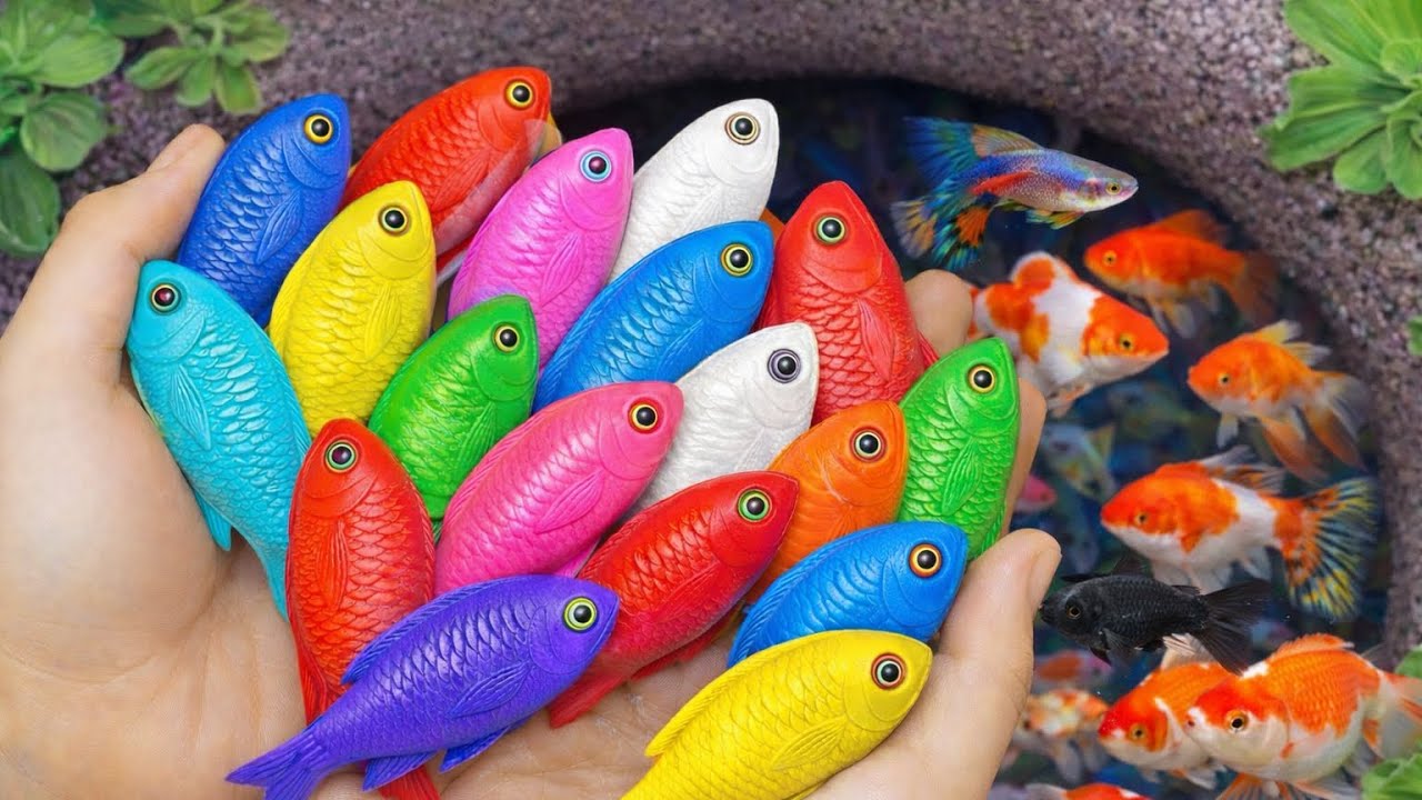 Siapa Paling Cantik? Berburu Ikan Hias di Akuarium Mini 🐠✨