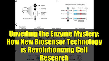 Unveiling the Enzyme Mystery: How New Biosensor Technology is Revolutionizing Cell Research