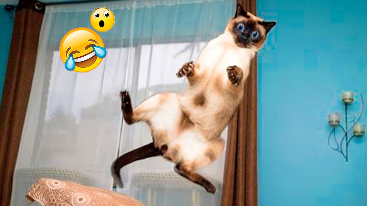 Funny And Cute Cats And Dogs Will Make You Laugh - YouTube