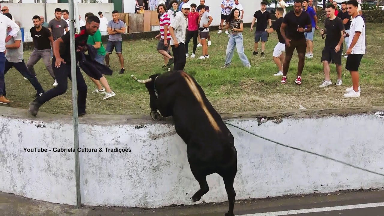 Concurso São Brás - Touros Das Ganadarias (PT - HF - OT - RB) - 27/8/2025 - Ilha Terceira - Açores