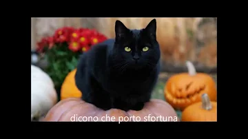 Che nome posso dare a un gatto nero?