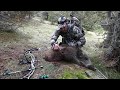 Caza con arco del jabali a rececho 2016/Bow hunting wild boar 2016