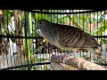 Perkutut Kerot Memanggil Lawan Bunyi Dijamin Ampuh Merangsang Bunyi Burung Perkutut Lokal Bahanmu Mp3 - Mp4 Download
