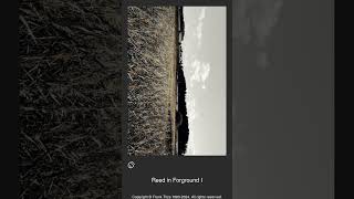 012150 - Reed in Forground I