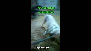 How Do You Bond with Monster 115lbs American Bulldog? #dogtraining