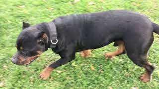 Pitweiler VS Rottweiler