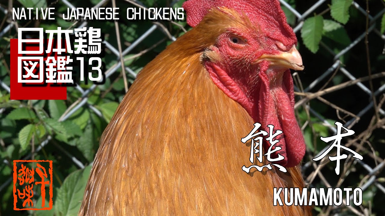 日本鶏図鑑13 熊本 The World of Native Japanese Chickens - YouTube