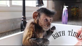 Capuchin Monkey Shower Bath!