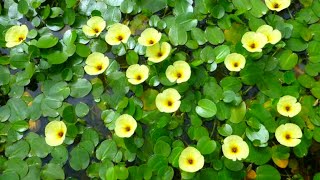 I got this Beautiful Water Plants as Surprise Gift for #deepikasgarden, #waterpoppy, #watercabbage