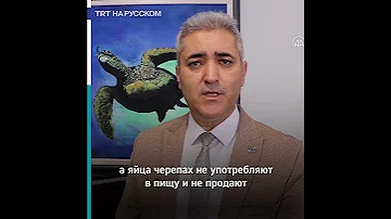 В Турции выросло число редких видов морских черепах