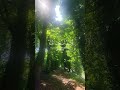 Relaxing Quran recitation #reels #nature #islamicprayer #beautiful #quran #duet #quranrecitation