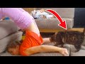 SHE LANDED ON THE CAT! | FUNNY VINES